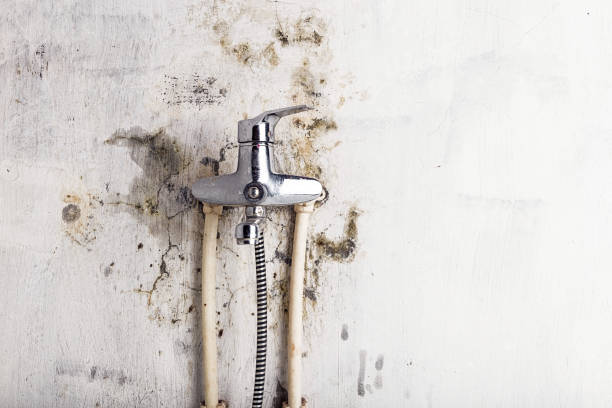 Best Toxic Mold Removal  in Diamond Bar, CA