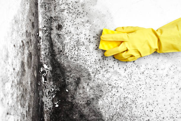 Reliable Diamond Bar, CA Mold Removal Solutions