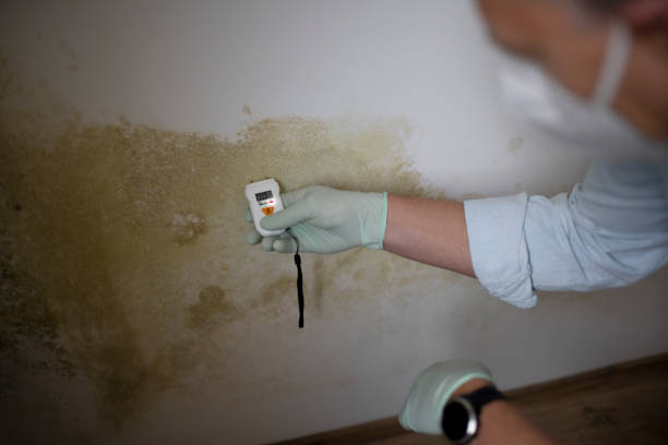 Best Mold Testing and Removal  in Diamond Bar, CA