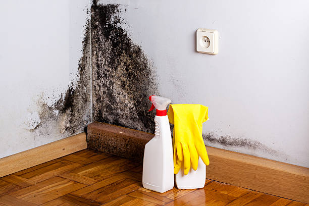 Best Mold Removal Process  in Diamond Bar, CA