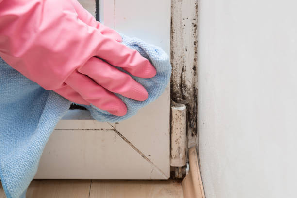 Best Same-Day Mold Removal  in Diamond Bar, CA