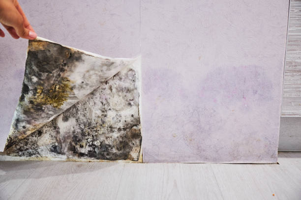 Mold Testing and Removal in Diamond Bar, CA